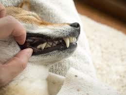 ペットの牙